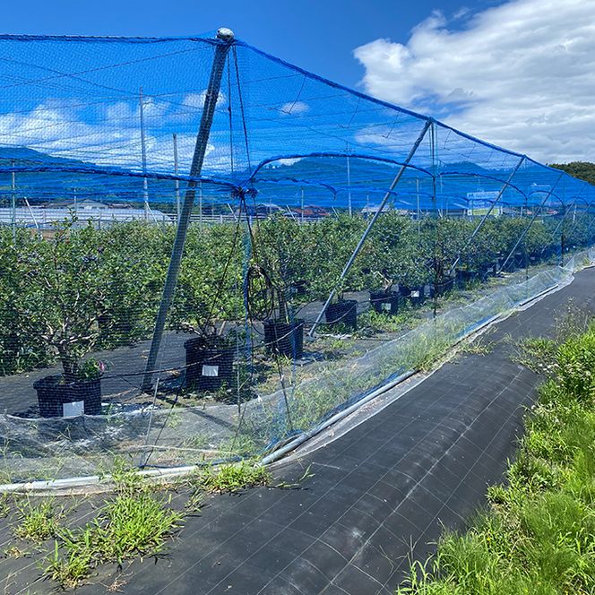 【ふるさと納税】令和8年夏季予約販売 摘みたて 生ブルーベリー 500g 〈お届け：2026年6月下旬～8月末まで 〉フルーツ ブルーベリー