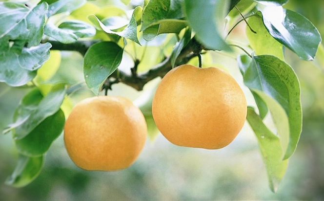 【ふるプレ限定品】梨 2026年 先行予約 あたご梨 3-6玉 青秀以上 (約4kg) 化粧箱入り