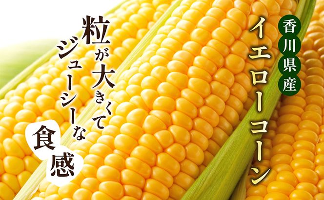イエローコーン 約3kg 野菜 とうもろこし 野菜セット 