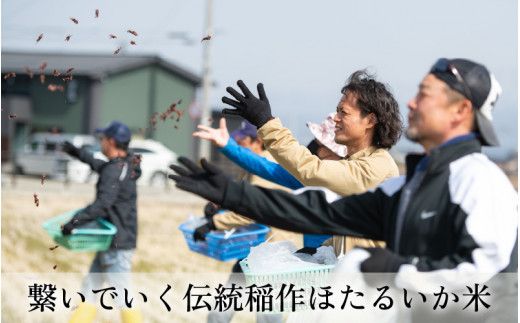 【訳あり】ほたるいか米（玄米10kg）×12回 計120kg【12ヶ月定期便】