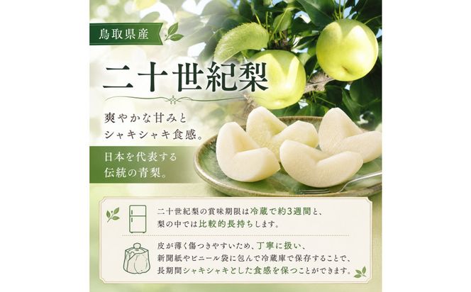 山根農園 二十世紀梨 2kg【2026年8月下旬以降発送】 313726_CY023