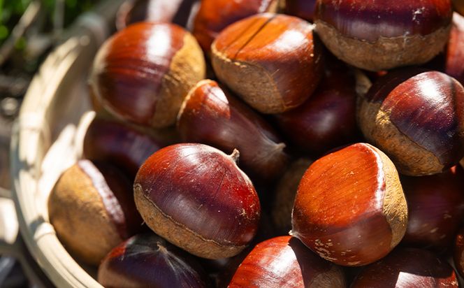 栗 栄養豊富な秋の味覚 クリ（栗） １袋（１kg）　yr-0102