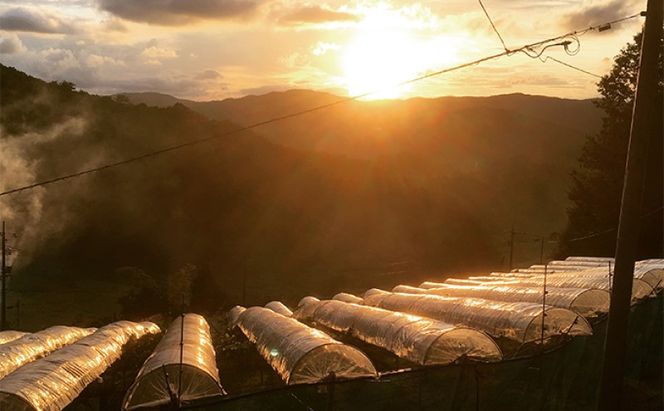 シャインマスカット 2kg 3房～5房 葡萄 フルーツ 岡山 高梁市産 ぜきお農園 ぶどうclub 2026年 先行予約