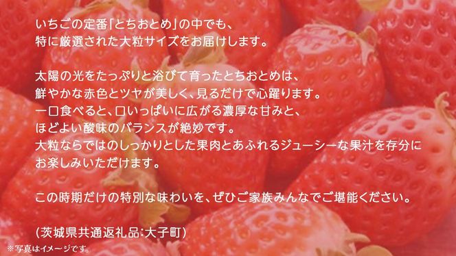 桐箱入り 大粒 とちおとめ 12粒【2025年12月上旬発送開始】(茨城県共通返礼品：大子町) いちご 苺 果物 フルーツ 果実