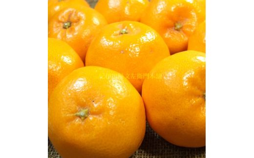  はるみ 4kg サイズおまかせ / はるみ みかん 蜜柑 柑橘 果物 フルーツ 紀伊国屋文左衛門本舗 ※2027年1月下旬～3月中旬頃順次発送予定(お届け日指定不可)  【kmtb013-r-4】
