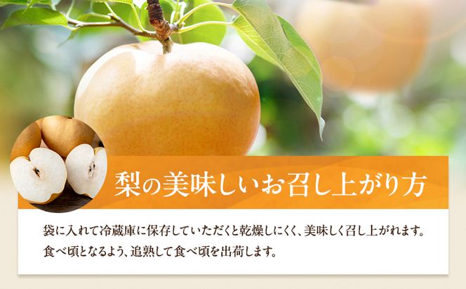 梨 2026年 先行予約 あたご梨 3～9玉 合計約4.5kg 贈答箱【11月下旬～12月中旬頃発送】 ナシ なし 岡山県産 国産 フルーツ 果物 ギフト 石原果樹園 愛宕梨 日本一大きな梨 