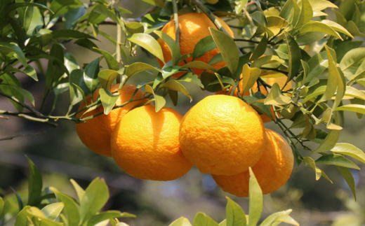 【先行予約】【産直】和歌山由良町産の木成り熟成八朔約10kg（S～Lサイズをお届け） ※2027年3月中旬～2027年4月中旬頃に発送（お届け日指定不可）【tec875B】