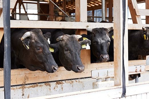 【森三商会】4等級以上の未経産雌牛限定　近江牛上焼肉500g(モモ・カルビ・霜降りバラ）【GM12SM】