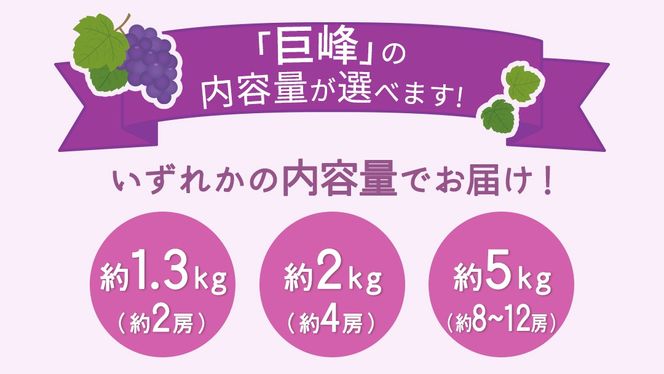 ＼ 選べる内容量 ／巨峰 約1.3kg(約2房) / 約2kg(約4房) / 約5kg(約8～12房)【2026年7月より発送開始】（茨城県共通返礼品 [ぶどう]：結城市産） ぶどう 果物 フルーツ デザート 茨城県 ギフト 高級 旬