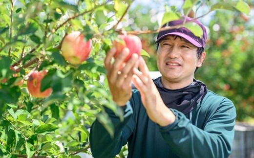 シナノドルチェ 約3kg 6～12玉 ［ おぶせファーマーズ ］ 数量限定 期間限定 果物類 林檎 りんご リンゴ フルーツ 長野県産 信州産 令和7年産 【2025年9月中旬発送】 ［FH-85］