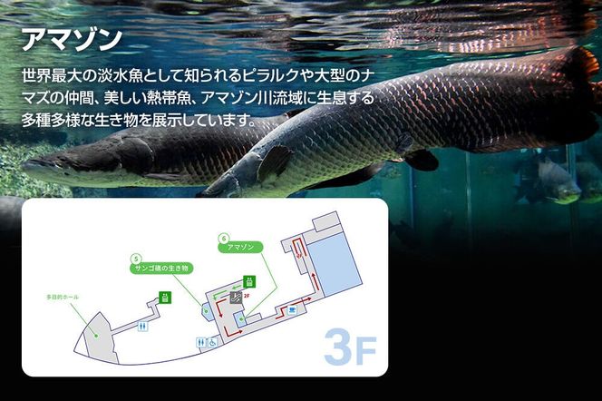 男鹿水族館GAOペア入館券 2名分 秋田県 ガオ 日本海 ペア 利用券 入場券 [水族館 秋田 男鹿 男鹿半島 男鹿温泉 シロクマ しろくま 白くま 豪太 モモ太 ガオ]|23_ogs-010201