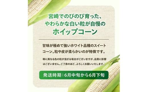 【令和8年発送】宮崎県産とうもろこし　守部さんちのホワイトコーン「ホイップコーン」5kg 【 とうもろこし ホワイトコーン トウモロコシ ホイップコーン 令和8年発送 先行予約 数量限定 期間限定 】 [C06412]