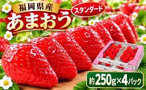 いちご 2027年2月より発送 うるう農園のあまおう スタンダード4パック 約1kg 果物 フルーツ デザート 食後 特別栽培 福岡県産 国産 日本産 ※配送不可：離島