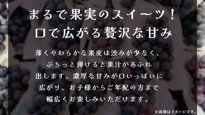 ナガノパープル 2.5kg (4～6房)【2026年8月下旬発送開始】(茨城県共通返礼品：大子町) ぶどう 葡萄 ブドウ 果物 フルーツ 果実