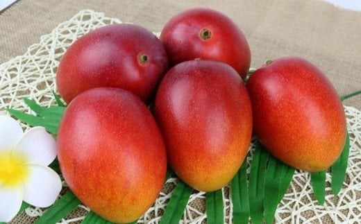 yꌧdzystzy2026Nznt@[̉ƒp}S[4kg - s\  Yn 썑t[c {̖o ƒp p e 4L IXX ꌧ d