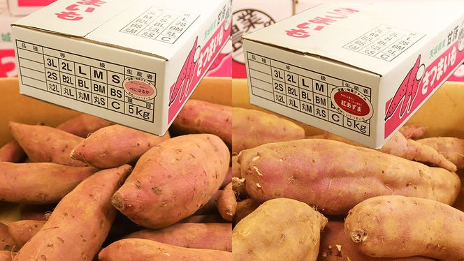 さつまいも 【 選べる品種 】 5kg / 10kg ( 箱込 ) サツマイモ さつま芋 芋 いも 野菜 焼き芋 スイーツ おやつ 国産 シルクスイート 紅はるか 紅あずま ふくむらさき ほしあかね