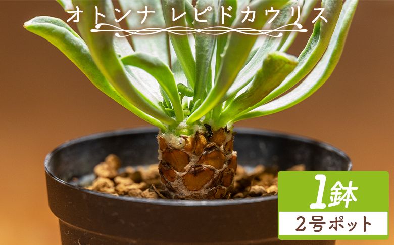 塊根植物 レピドカウリス オトンナ -植物 鱗模様 強健種 オトンナ属 育てやすい インテリア ナチュラル 自然 グリーン 観葉植物 おしゃれ 癒し かわいい 多肉植物 サキュレントフィールド Succulent field 高知県 香南市 常温 cc-0005