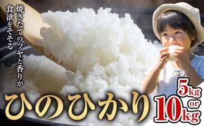 米 ひのひかり 米 選べる 内容量 計5kg 計10kg 《30日以内に出荷予定(土日祝除く)》 ヒノヒカリ お米 こめ 熊本県産 精米 ブランド米 ご飯 選べる---mifune_nsm_6_5h---
