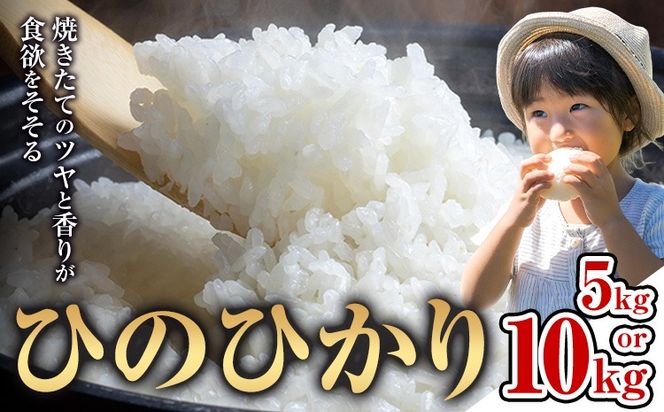 米 ひのひかり 米 選べる 内容量 計5kg 計10kg 《30日以内に出荷予定(土日祝除く)》 ヒノヒカリ お米 こめ 熊本県産 精米 ブランド米 ご飯 選べる---mifune_nsm_6_5h---