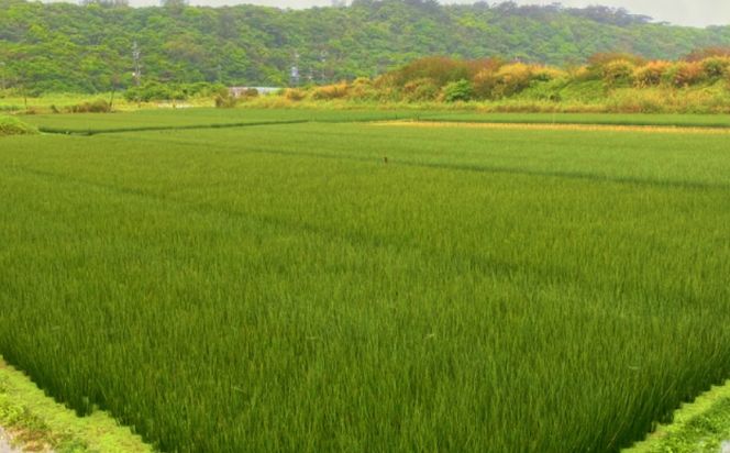 寝ゴザ　い草マット【照間ビーグ】80cm×190cm