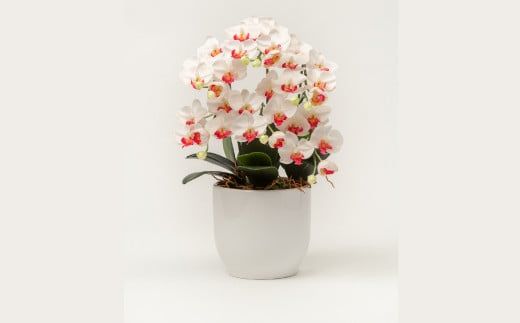 光触媒胡蝶蘭「円(まどか)」白赤 B-1054