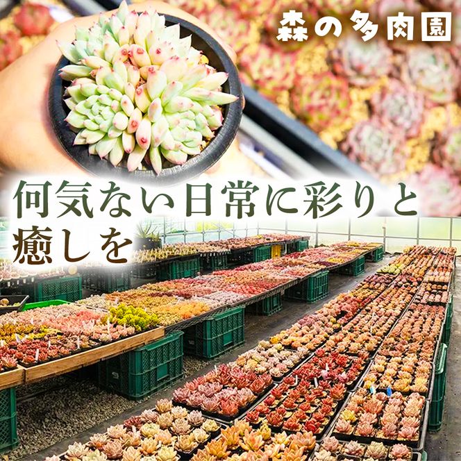 【初めての方にも育てやすい】色づきの美しい多肉植物お任せ多肉セット（4株）  1セット 多肉植物 多肉 植物 家庭菜園 初心者 簡単 厳選 無加温  美しい ハウス 色鮮やか 輸入苗 名張市特有 盆地気候 三重県 名張市