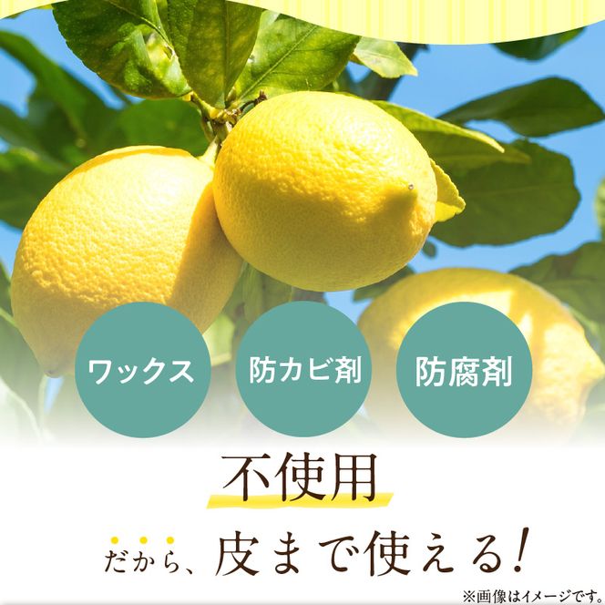 【2027年先行予約】【訳あり・ご家庭用】完熟 レモン 10kg 皮まで使用可能（栽培期間中農薬不使用）_EA6025n