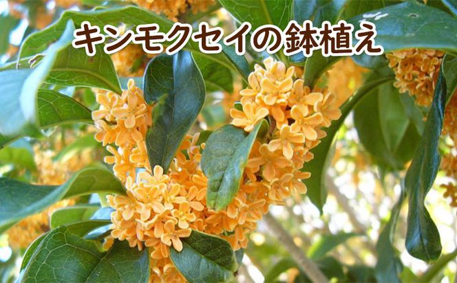 苗木 キンモクセイ 鉢植え 白プラ鉢 植物 ガーデン インテリア ※配送不可:北海道、沖縄、離島 