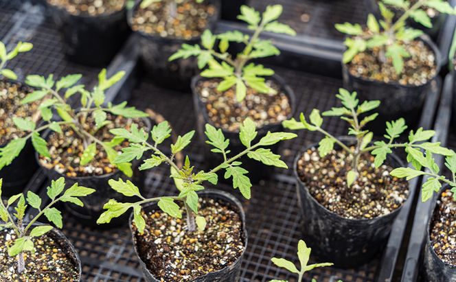 【2026年夏発送】ふらの ミニトマト 1kg（品種：ほれまる）北海道 富良野市 野菜 新鮮 直送 トマト 道産 ふらの 送料無料 数量限定 先着順