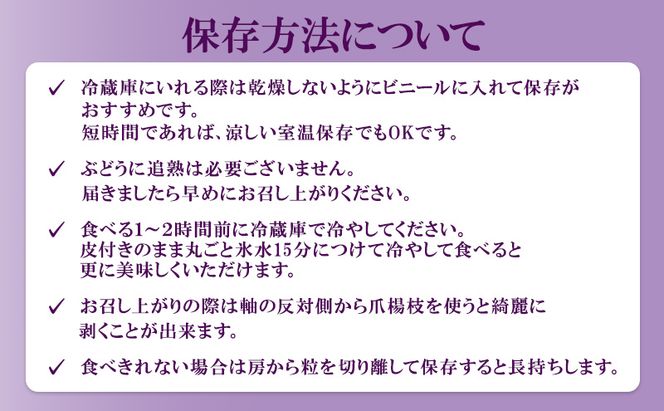 ぶどう 2026年 先行予約 ニュー ピオーネ 大粒 1房 550g以上 ブドウ 葡萄 岡山県 赤磐市産 国産 フルーツ 果物 ギフト 赤坂青空市 黒ブドウ 果物類 