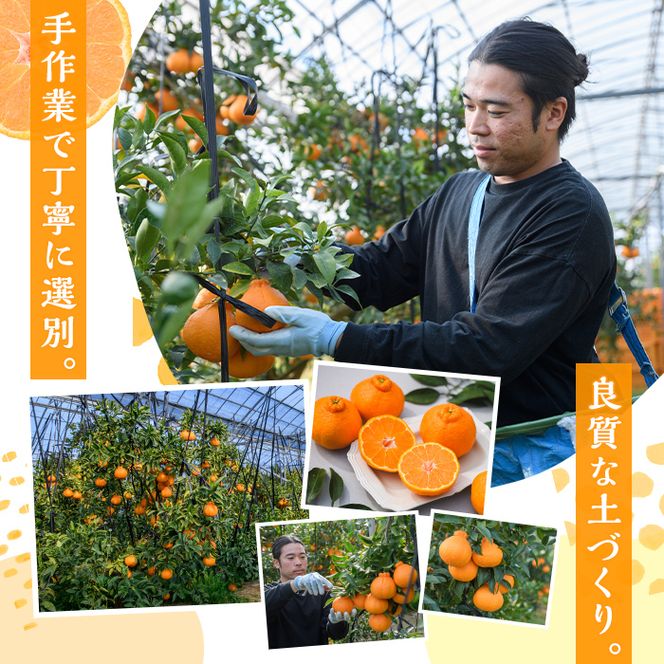 ＜先行予約受付中！2027年2月中旬以降順次発送予定＞数量限定！おおの果樹園の「大将季」(計3kg) 果物 フルーツ 果実 柑橘 ハウス栽培 無加温 みかん【おおの果樹園】akn087-03