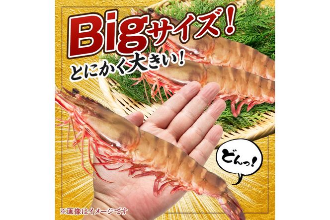 【A5-318】特大 天然海老(有頭･2尾)