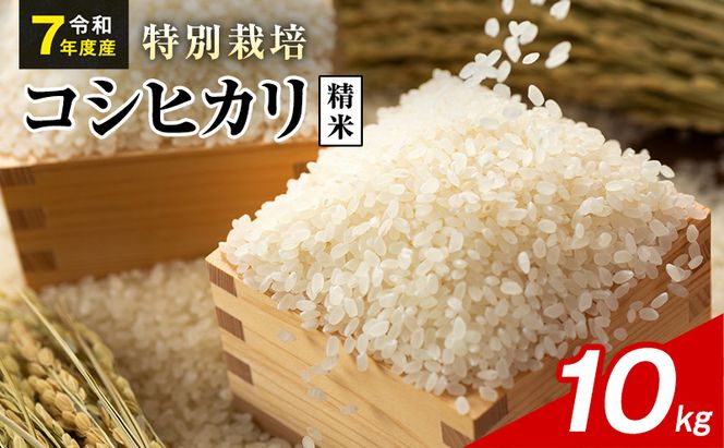 令和7年産 特別栽培米 コシヒカリ 白米 10kg 静岡県産 色彩選別済 食に意識高い方へオススメ
