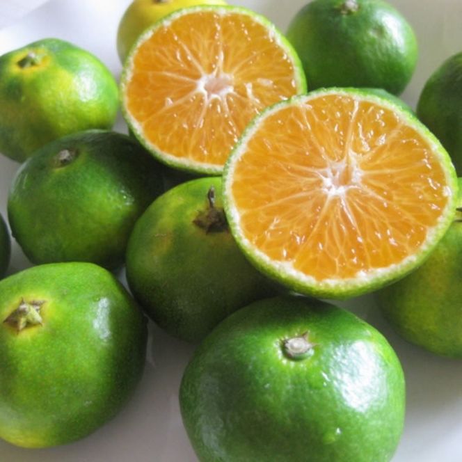 【先行予約】[産直] YN26 極早生 みかん 約5kg 2S～Mサイズおまかせ｜ミカン フルーツ みかん 果物 くだもの 柑橘 早生 極早生 和歌山県産