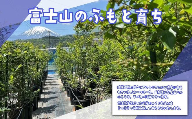 【先行予約】極上摘みたてブルーベリー　100g×6パック【期間限定】