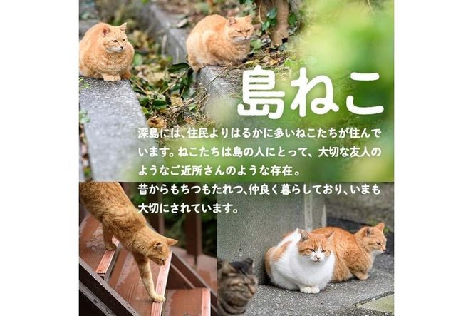 深島の猫へ寄付と深島猫グッズ (Aプラン・計4種) 猫 ネコ ねこ 寄附 ポストカード カレンダー ハンドタオル 大分県 佐伯市【EK08】【でぃーぷまりん】