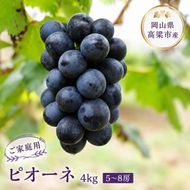 ぶどう 訳あり ピオーネ 4kg 5～8房 ご家庭用 2026年 先行予約 葡萄 フルーツ 岡山 高梁市産 こあに葡萄園