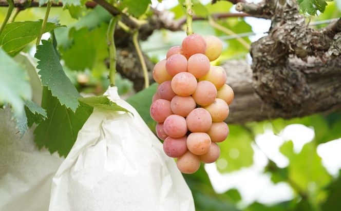 ぶどう 悟紅玉 旧ゴルビー 2房 合計1.0kg以上 産地直送 朝採れ ぶどう 葡萄 シャイン マスカット 岡山 Kawahara Green Farm 2026年 先行予約