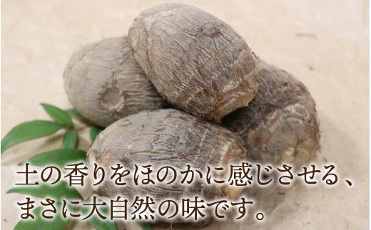 【先行予約】さといも 大和里芋（やまと）5kg【2026年11月中旬より順次発送予定】 | 野菜 芋 イモ 根菜 いも 煮物 旬 味覚 秋