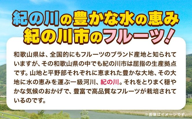 【先行予約】紅八朔(ポッポ) 10kg(3L-L) JAわかやま 紀の里地域本部 《2026年3月中旬-3月末頃出荷》 和歌山県 紀の川市 果物 フルーツ 柑橘 はっさく---wsk_jak18_3c3m_24_15000_10kg---