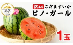 【 訳あり 】 こだますいか 「 ピノ・ガール 」 1玉 2026年産 先行予約 筑西ブランド こだまスイカ 小玉スイカ すいか スイカ フルーツ 果物 [AF080ci]