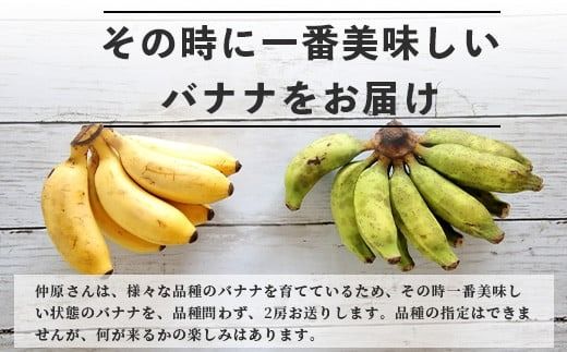 希少！こだわりの水を使い「森ような畑」で栽培する、仲原さんのバナナ【 沖縄県 石垣島 石垣島産 バナナ ばなな 農薬不使用 化学肥料不使用 】OI-16