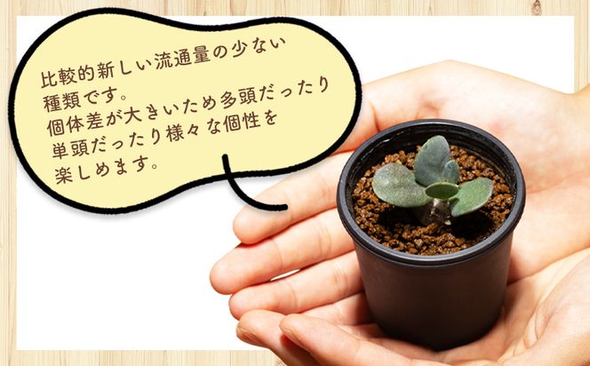 塊根植物 インターメディア オトンナ 植物 小型種 インテリア ナチュラル 自然 グリーン 観葉植物 おしゃれ 癒し かわいい 多肉植物 サキュレントフィールド Succulent field 高知県 香南市 常温 cc-0004