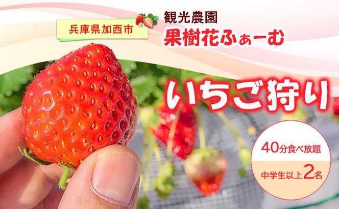 いちご狩り40分食べ放題 中学生以上2名 いちご狩り 食べ放題 40分 いちご イチゴ 苺 観光 レジャー 兵庫県 加西市