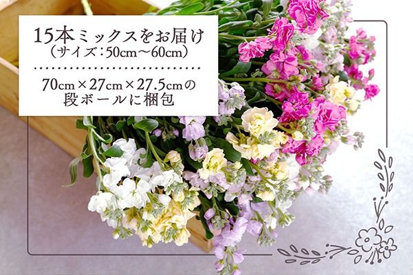 【R8.12月発送】ストック 15本 切り花 生産者おまかせ ミックス スプレータイプ スタンダードタイプ 先行受付 ピンク 黄色 紫 白 アラセイトウ 自宅 リビング 花 生花 花束 国産 庄内町フラワーラボ
