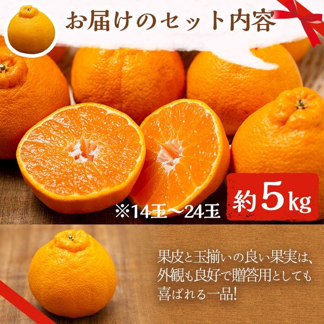 ＜先行予約受付中！2026年1月以降順次発送予定＞数量限定！鹿児島で生まれたオリジナル品種「大将季」(約5kg・15～24玉) 果物 フルーツ 柑橘 果実 ハウス栽培 ギフト【鹿児島いずみ農業協同組合】akn018-22