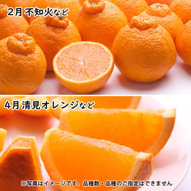 季節の柑橘定期便A【偶数月・全4回】【和歌山県有田】_ZH7020