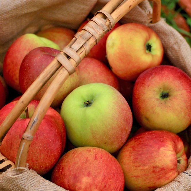 北海道仁木町 寄附のみの応援受付 1,000円コース（返礼品なし 寄附のみ 1000円） 寄付 支援 応援 北海道 仁木町 [仁木町役場]