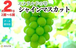 シャインマスカット 有田巨峰村 2kg ( 2房 ～ 6房 ) 和歌山県産  【みかんの会】AX282