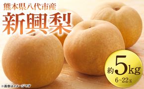 【先行予約】 新興梨 約5kg (6～22玉)   梨 なし ナシ フルーツ くだもの 果物 旬 熊本県 八代市 【2026年10月上旬より順次発送】